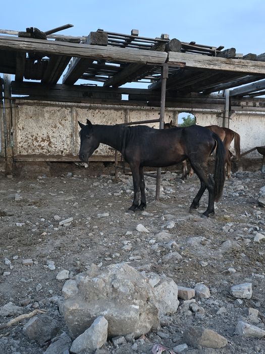 Продам байтал срочно