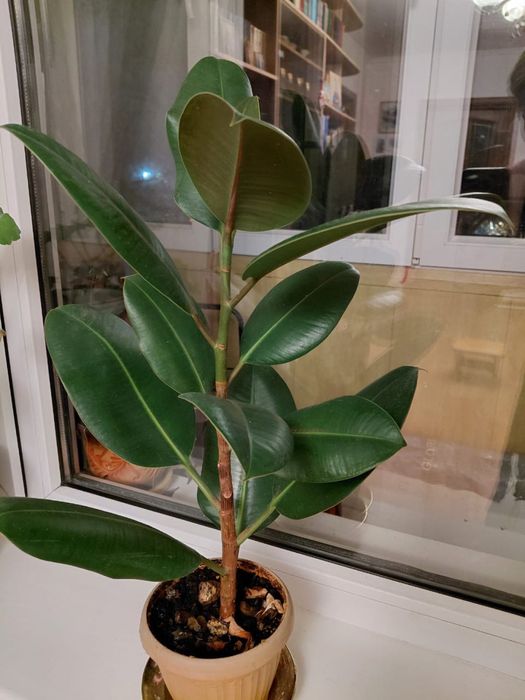 Продам фикус каучуконосный