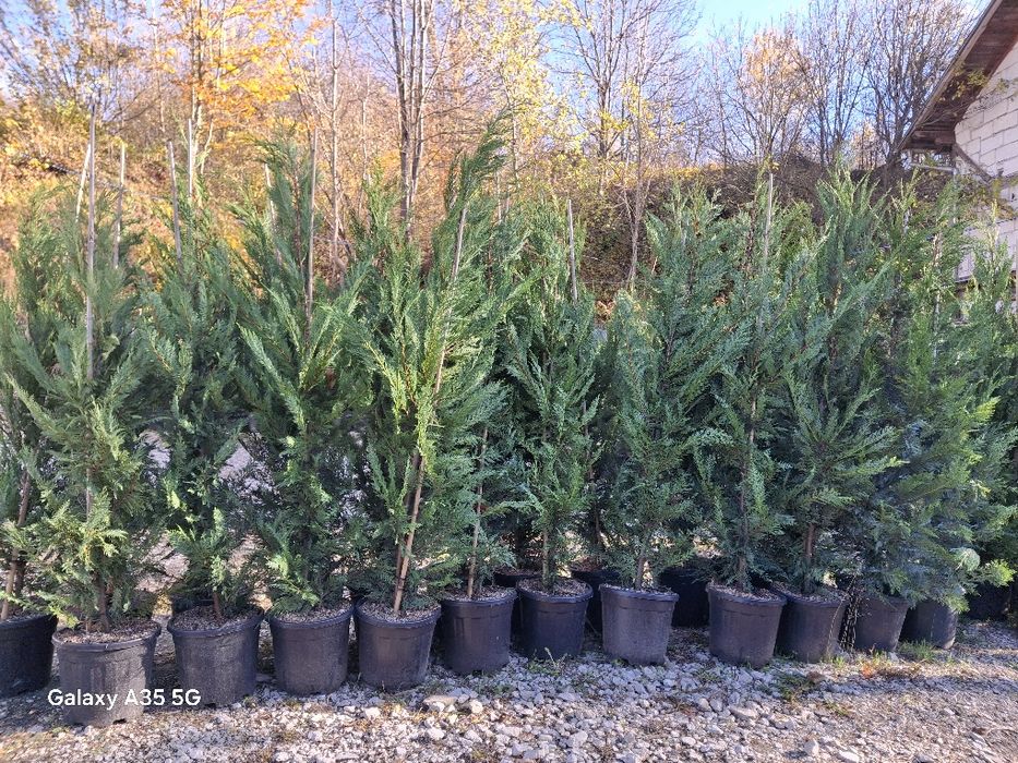 Vând și livrez tuia leylandii la oferta