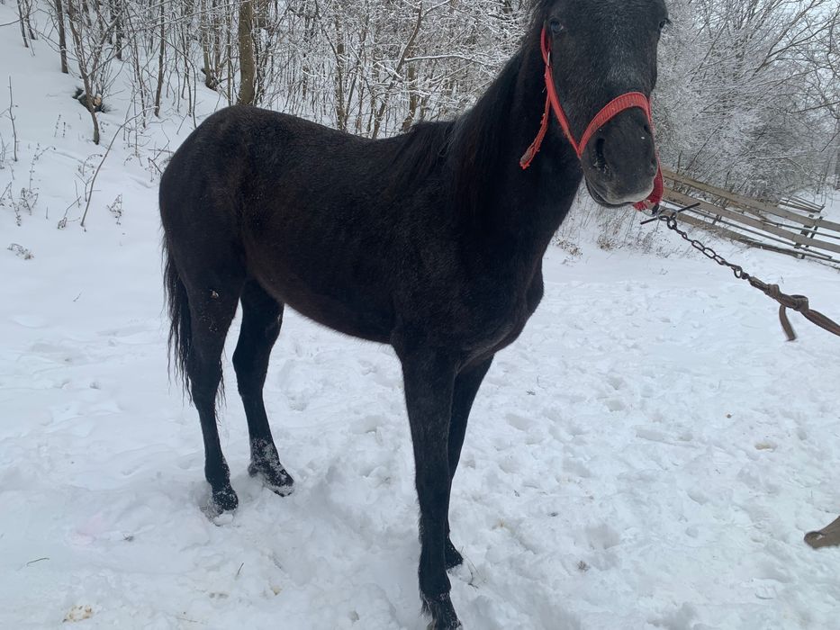 Vând sau schimb mânză