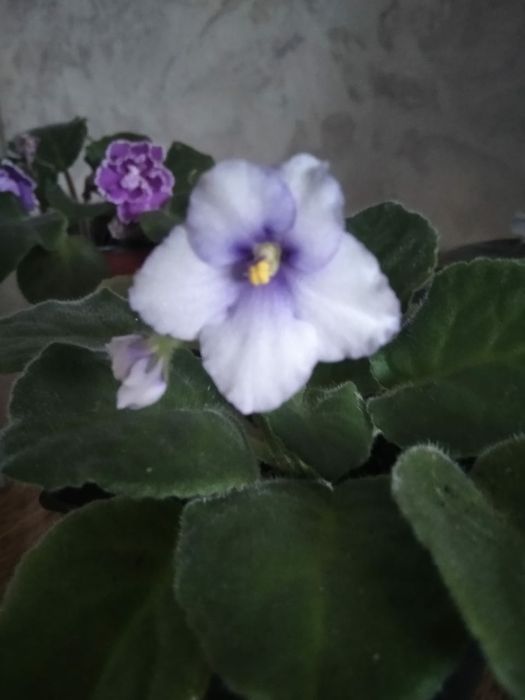 Продам сортовые цветущие фиалки