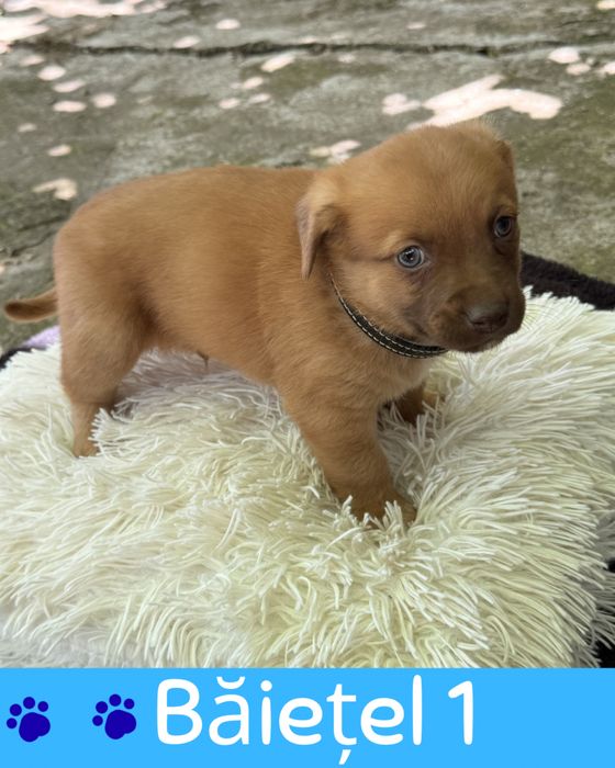 Catelusi de 2 luni spre adoptie