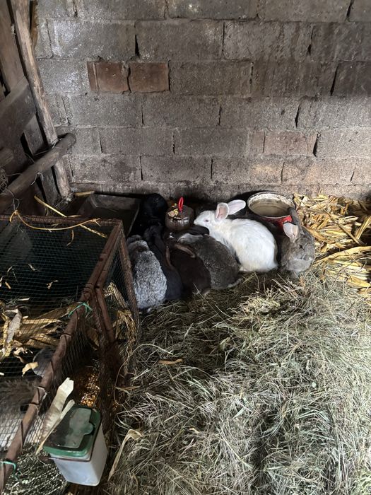 Iepuri berbec german si urias german