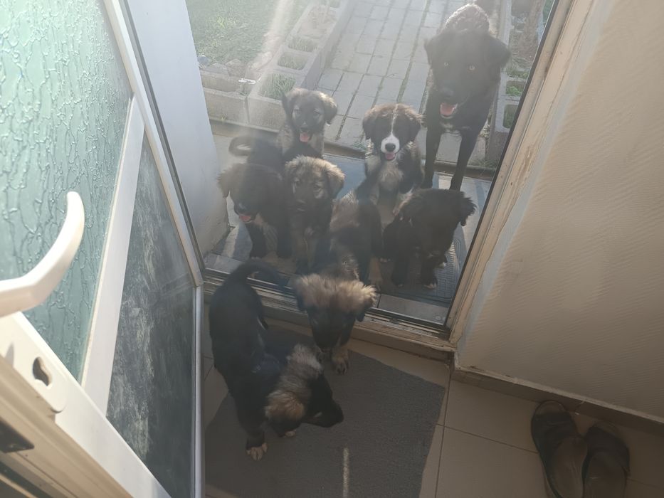 Cateluși ciobanesti adoptie