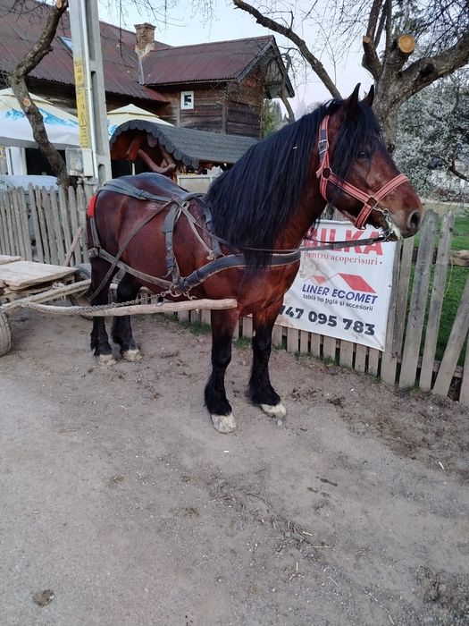 Vând armăsar de 5 ani garantat la tras detalii la telefon