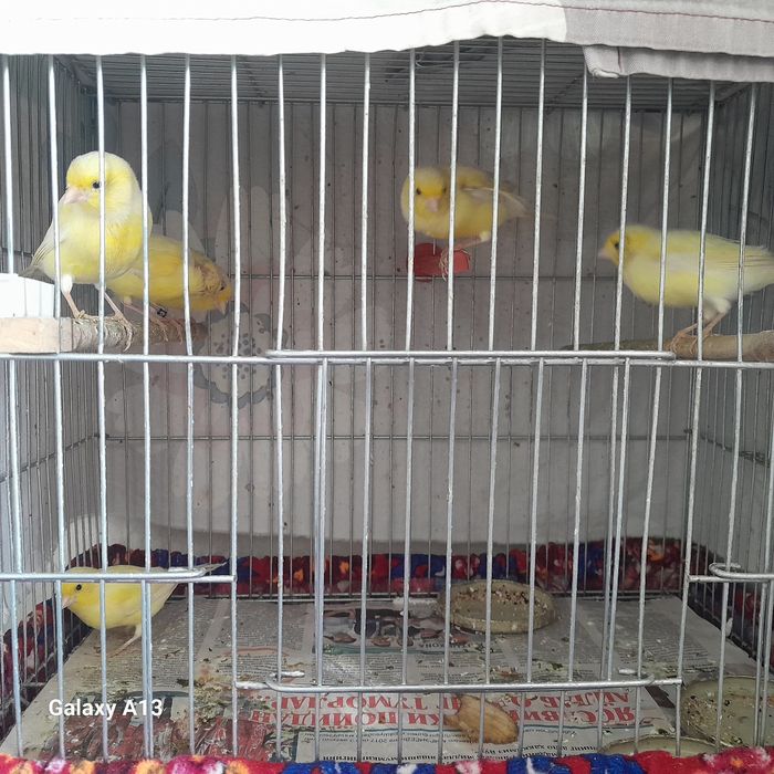 Uyda boqilgan kanareykalar