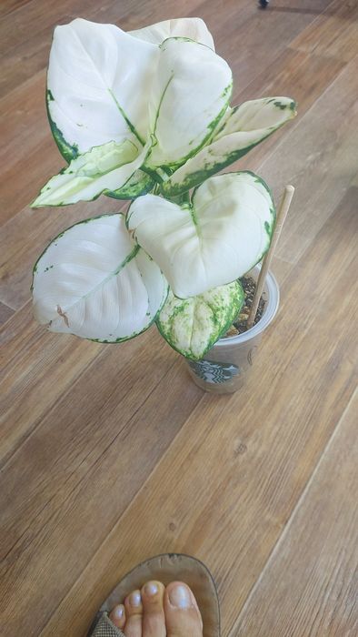 Филадендрлн Биркин