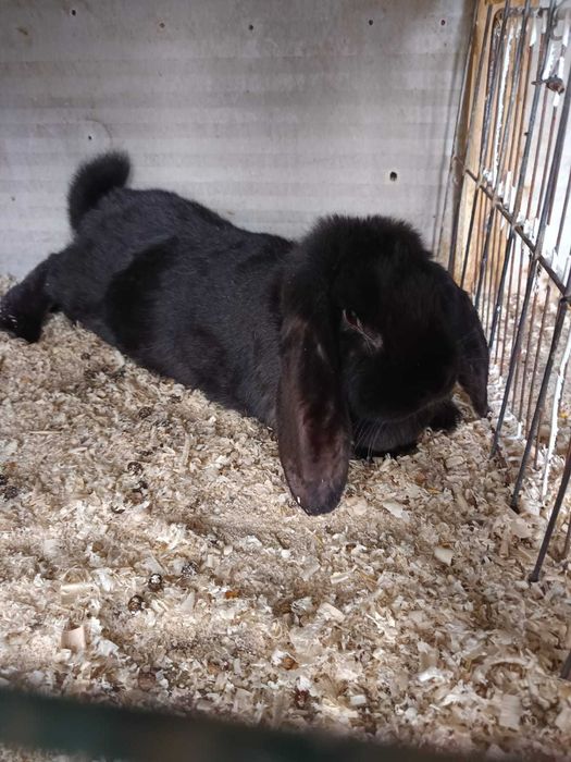 De vanzare o iepuroaica de berbec german