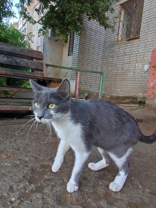 Кошечка ищет дом!