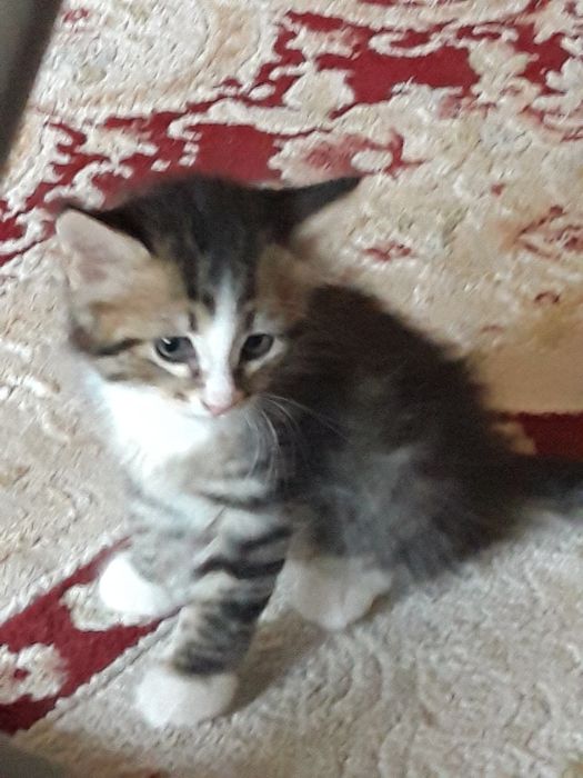 Котенок мальчик , отдам в добрые руки