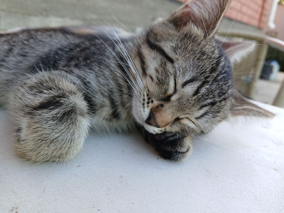 Срочно отдам в дар котенка