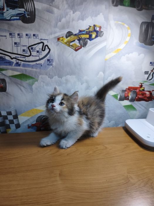 Котенок девочка 1,5 месяца