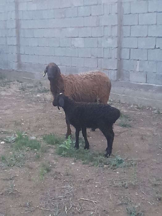 Козылы кой сатылады