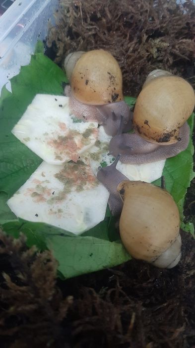 УЛИТКИ, мегалабулимус, Архахатина маргинатаОвум