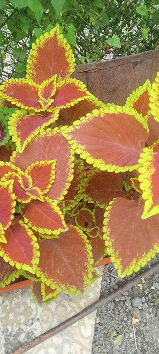 Продам  цветы колиусы