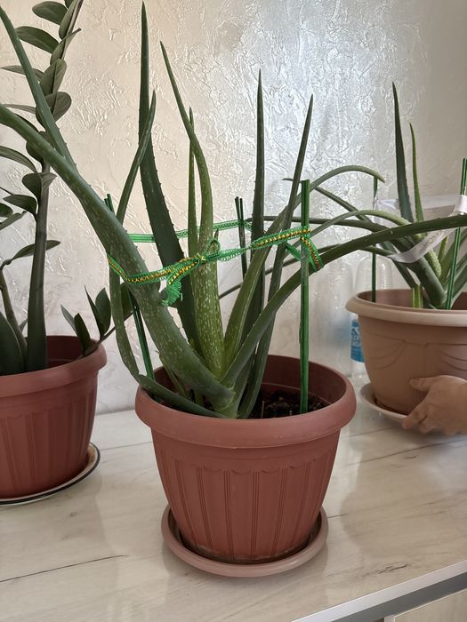 Комнатные растения Алоэ