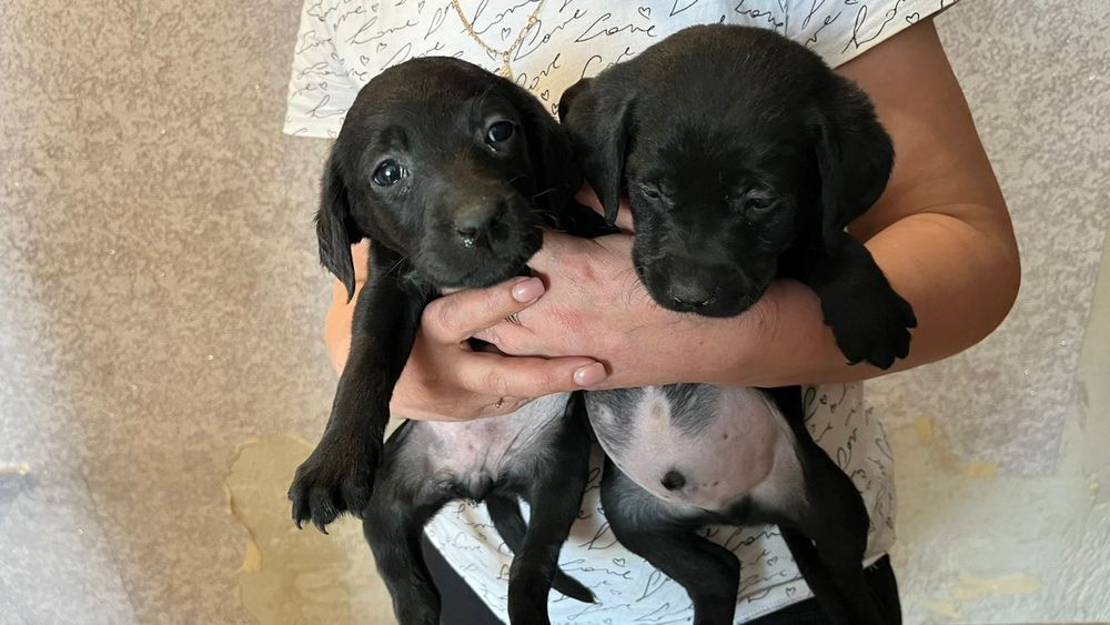 Щенки  Лабрадора