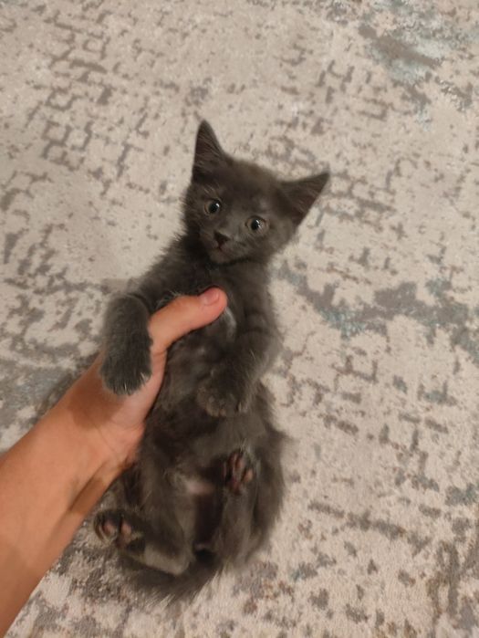 отдам котенка в добрые руки