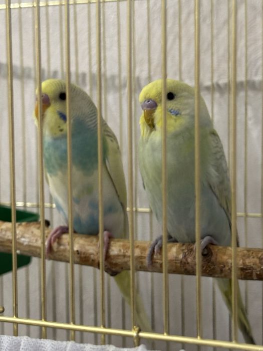 Радужные волнистые попугаи