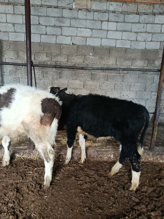 Бузаулар сатылады