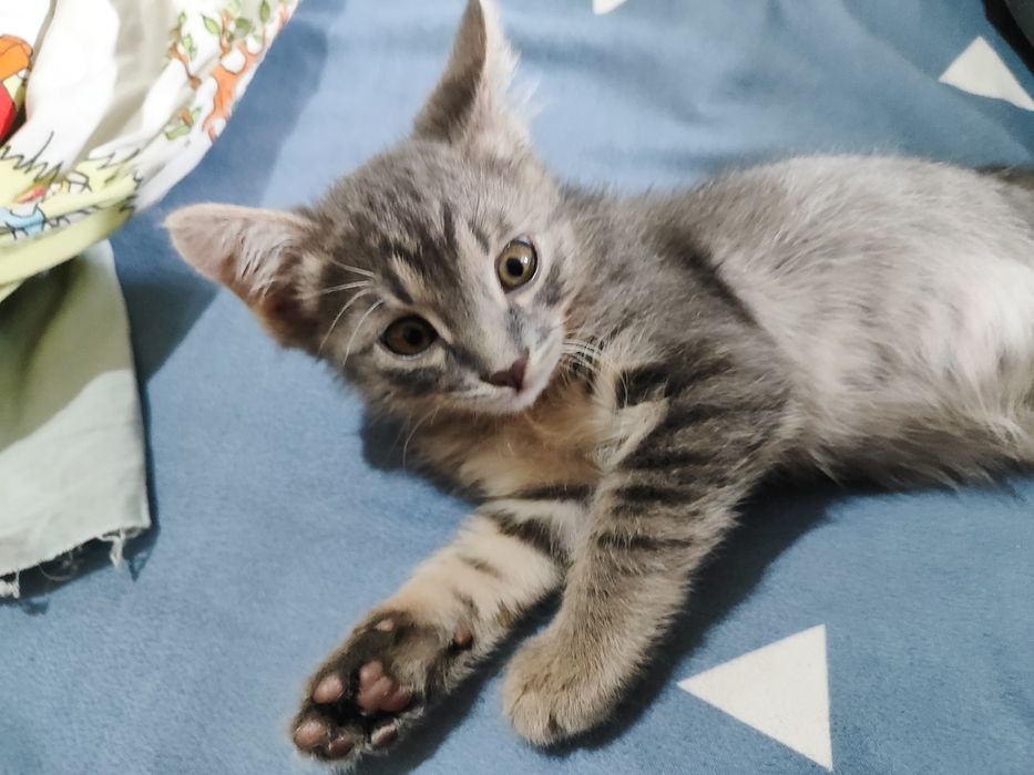 Отдадим котят в добрые руки