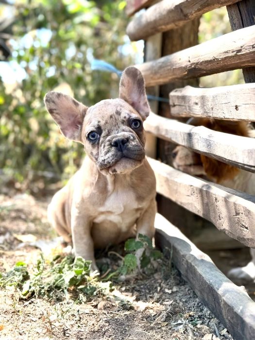 Bulldog francez fetita, ochii albastrii