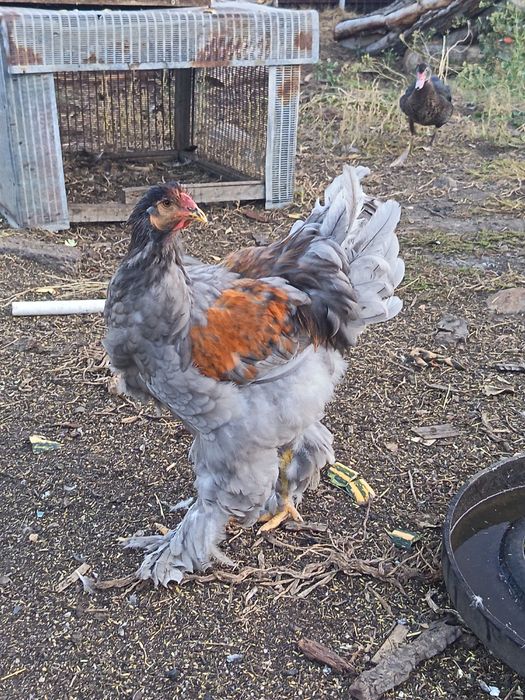 Продам петухов брама