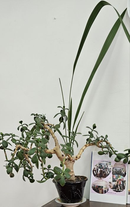 Комнатные цветы.