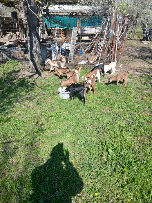 Capre, iezi și țap anglo-nubian....