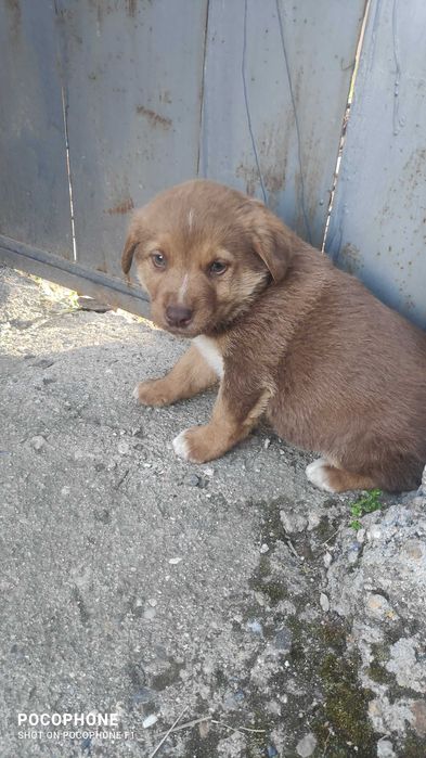 Подарявам малки кученца