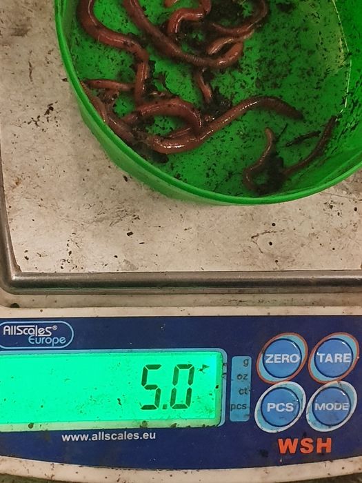 Vând viermi,rame,cutii momeala,preturi bune.