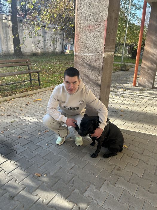 Професионална разходка на кучета в гр. София