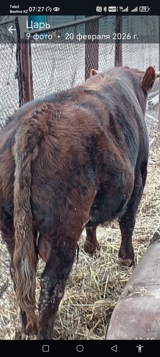 Продам БЫЧКА. Молочный подсос.