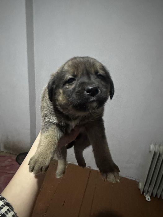 Кучуклар берилади яхши кулларга