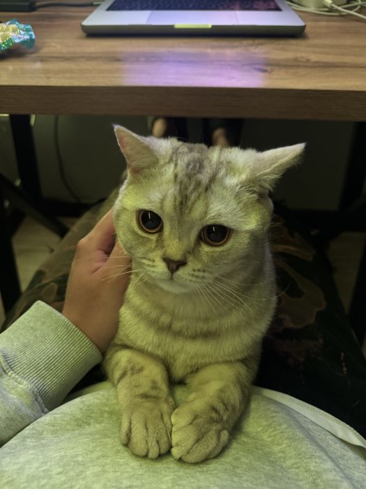 Отдам шотландца в добрые руки