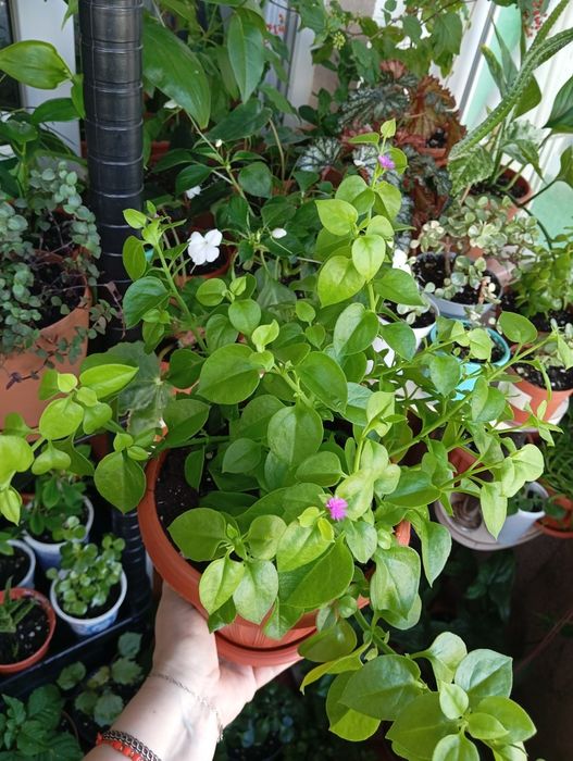 Продам цветы комнатные