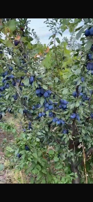 Prune de vânzare 1 leu pe kg ( le culegeți dvs )