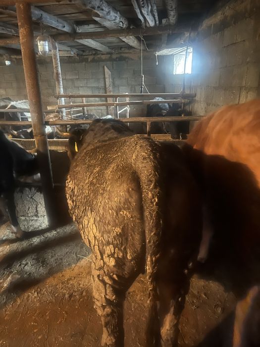 Байланган семиз донежиндер сатам