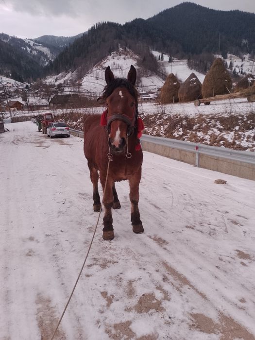 Vând mânz de 2 ani