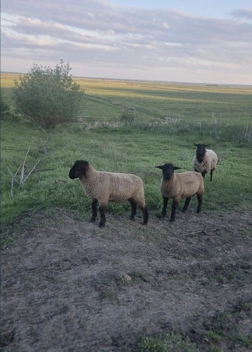 Vând mieluțe și berbecuți Suffolk