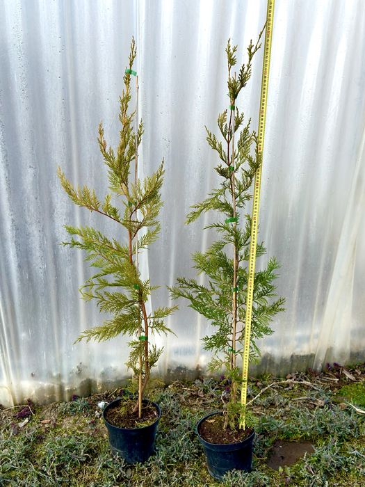 Leylandi, Laur englezesn, Euonymus, Photonia red robin , Ienupar