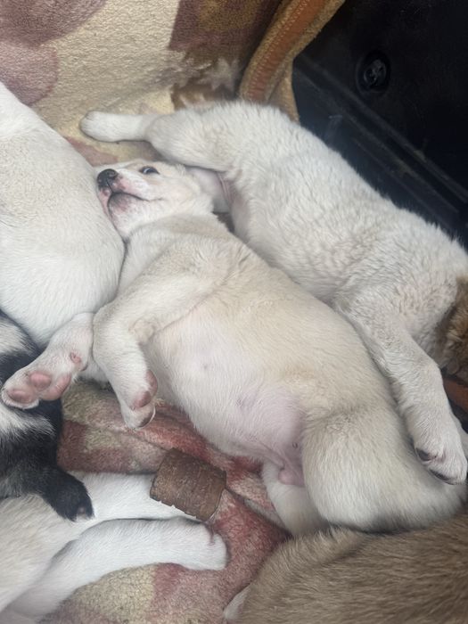 Продаю щенков алабая