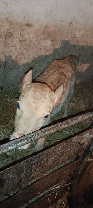 Продам тёлочку хорошую