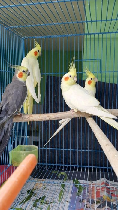 Поступление ручных птенцов корэлл