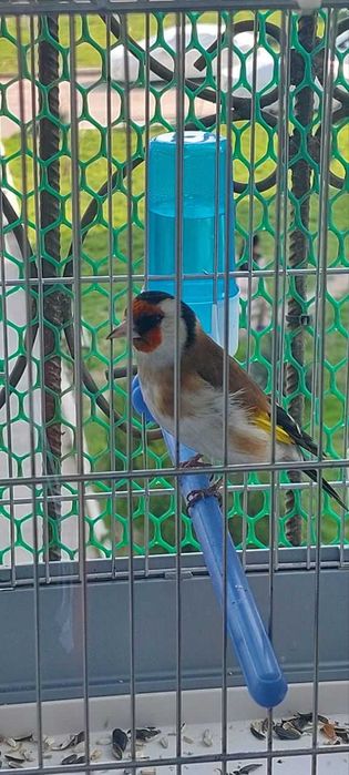 Йиллик кокил сотилади