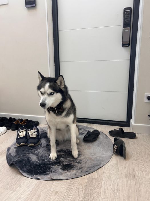 Продаётся сибирский хаски