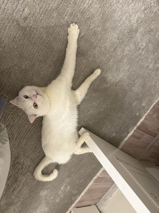 Ақ мысық бар 1,5 жаста