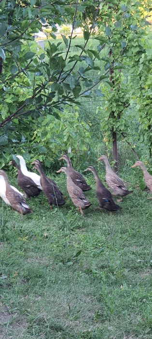 Rate indiene/alergatoare