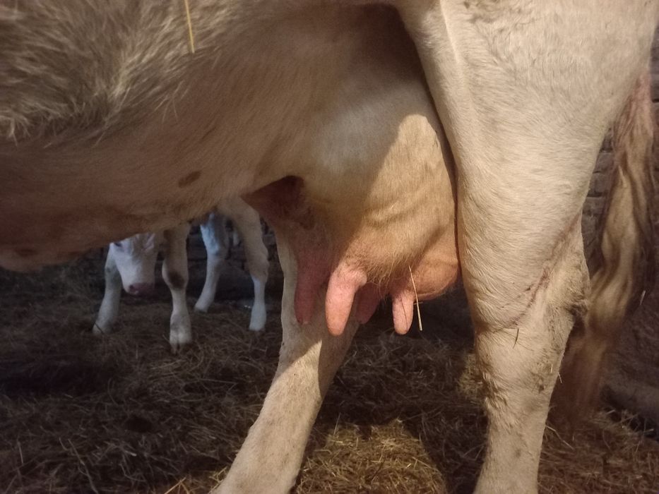 Vând vacă Bălțată Românească cu vițel