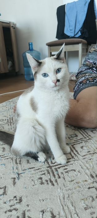 В добрые руки девочка